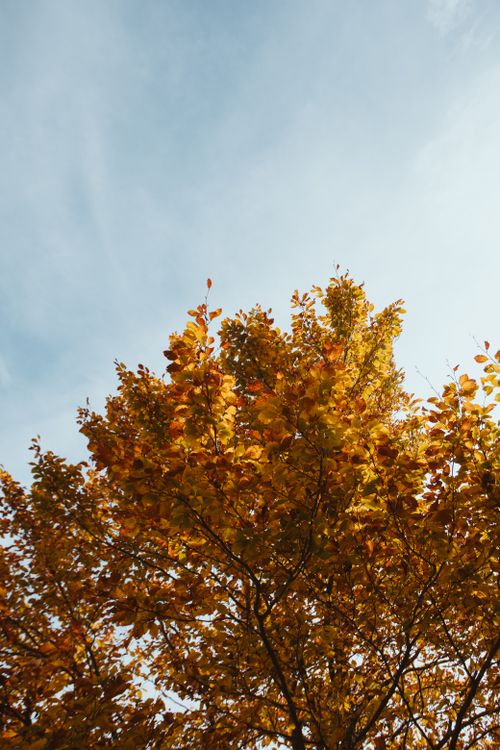 Free Vibrant golden autumn leaves under a clear blue sky in Tirol, Austria. Stock Photo