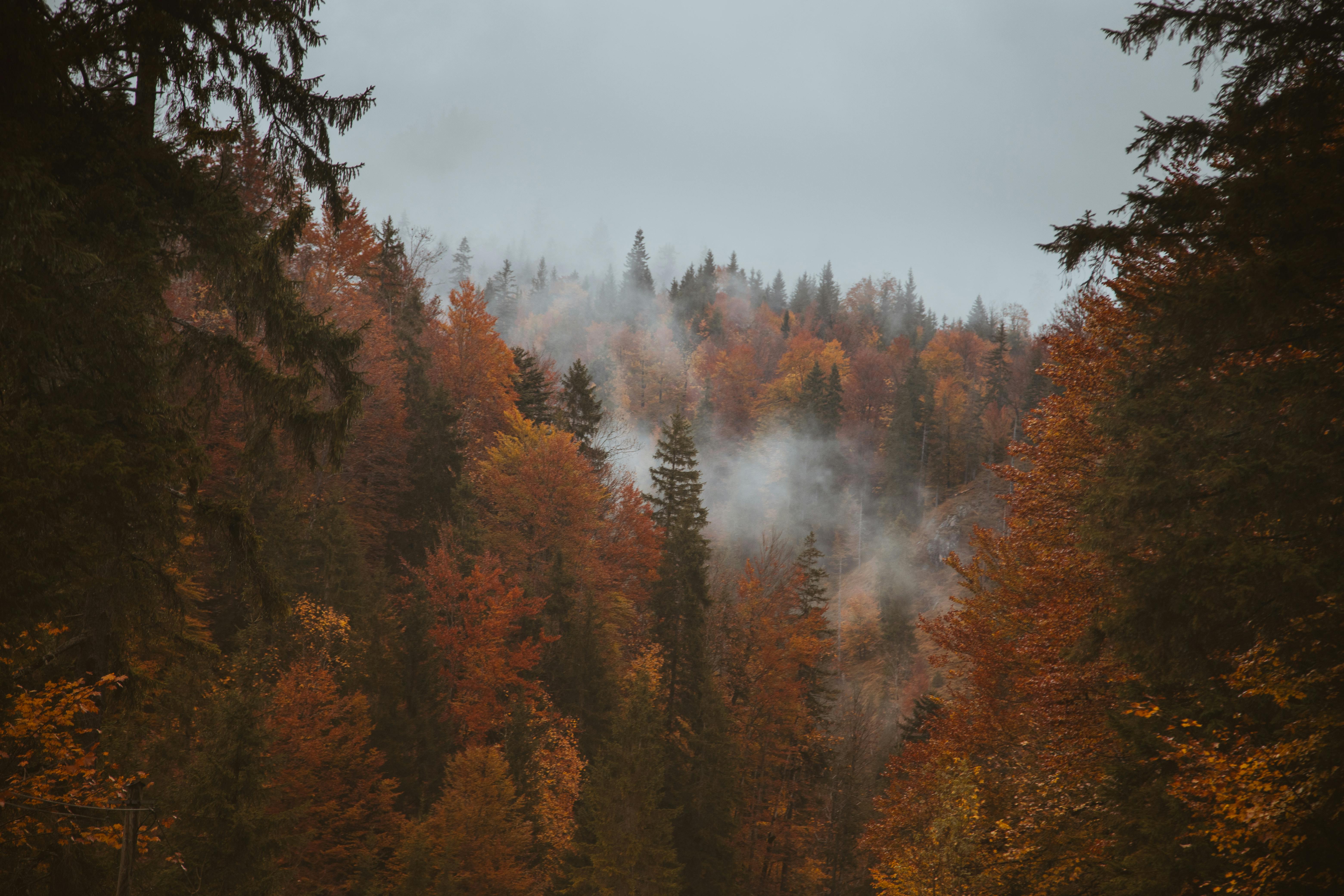 Capture of a foggy autumn forest with orange foliage in Tirol, Austria