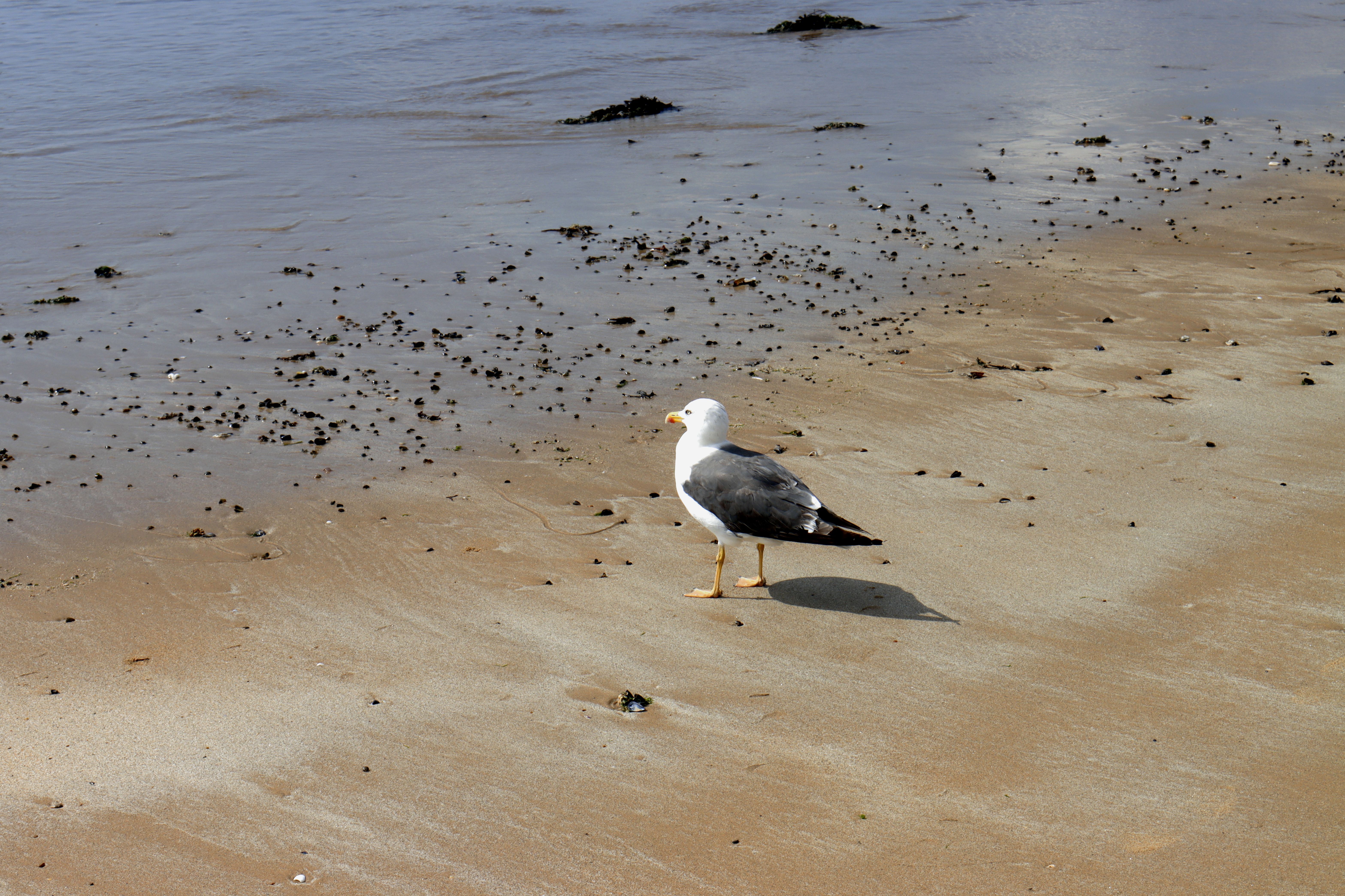Herring Neck Beach view 3