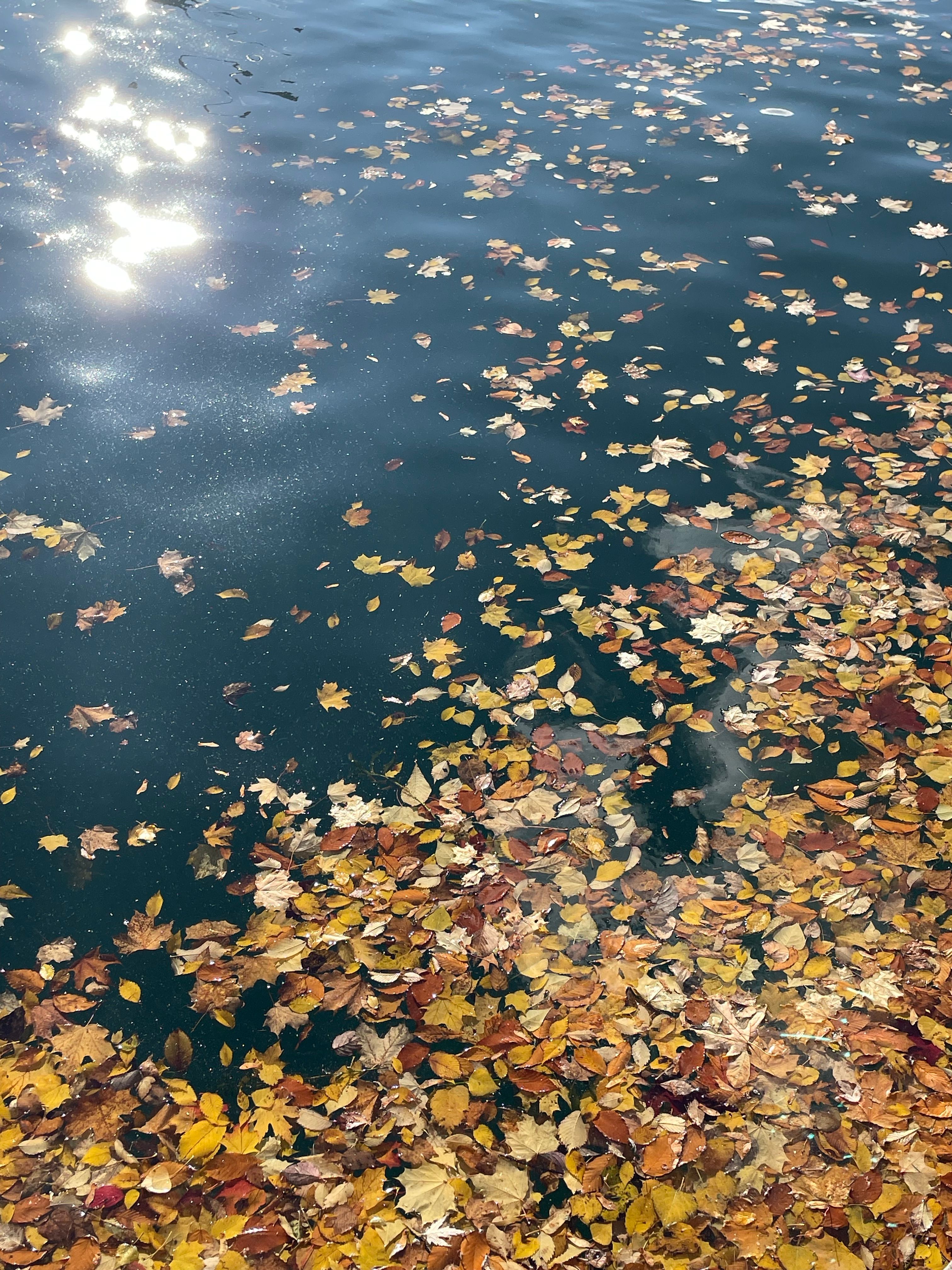 Floating Autumn Leaves on Sparkling Water · Free Stock Photo
