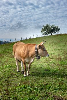 A serene image of a brown cow grazing in a lush green pasture with a lone tree and cloudy sky in the background.