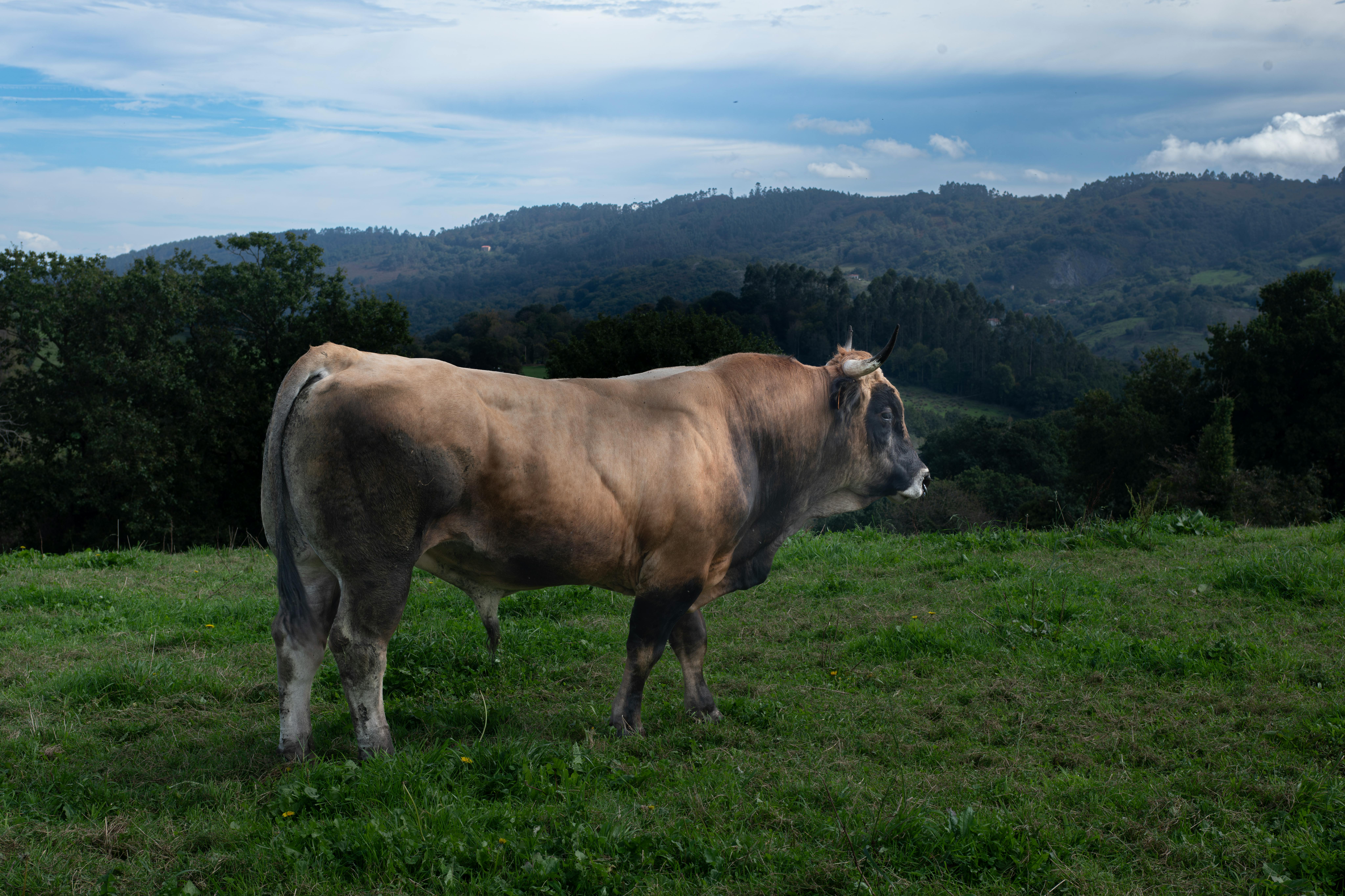 grátis Touro Majestoso Em Paisagem Montanhosa Cênica Foto profissional