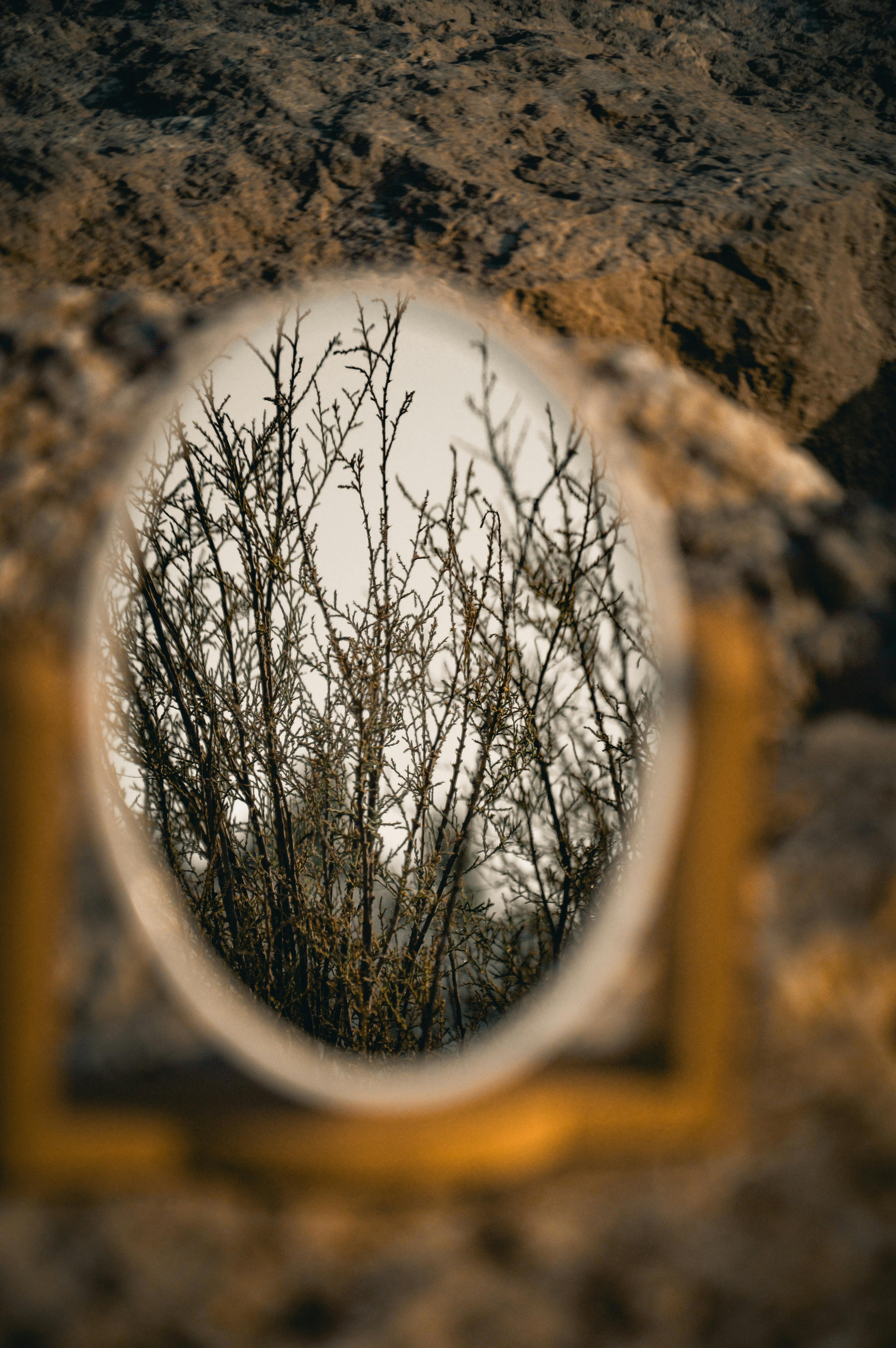 Artistic capture of bare branches reflected in an oval mirror outdoors.