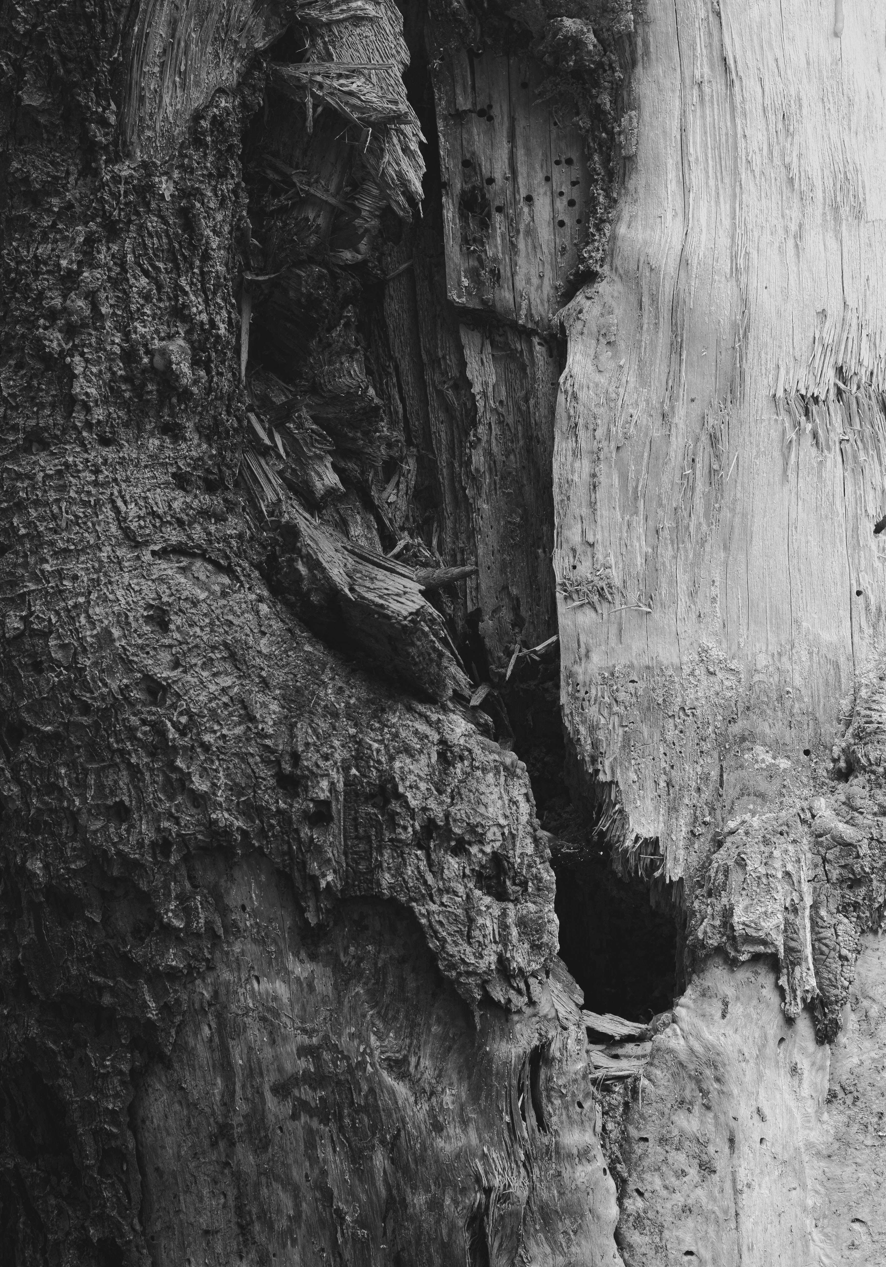 detailed texture of old tree bark in monochrome