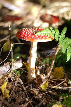 Image by Josef Traxler