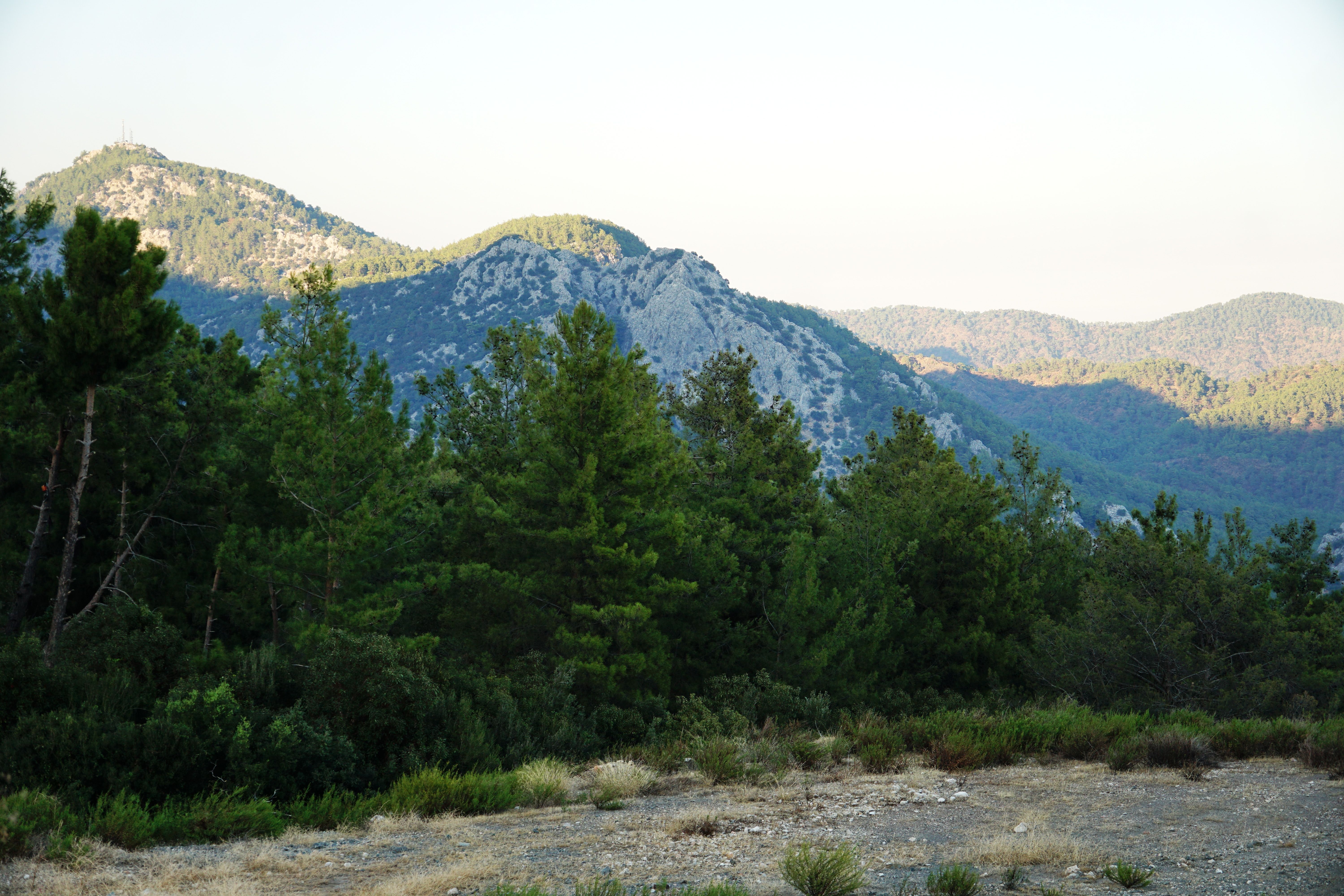 Lush Mountain Landscape with Evergreen Forest · Free Stock Photo