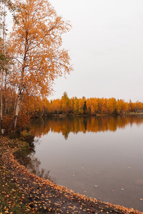 Free Calm lake reflecting autumn foliage in Alaska, capturing the serene beauty of fall colors and tranquil waters. Stock Photo
