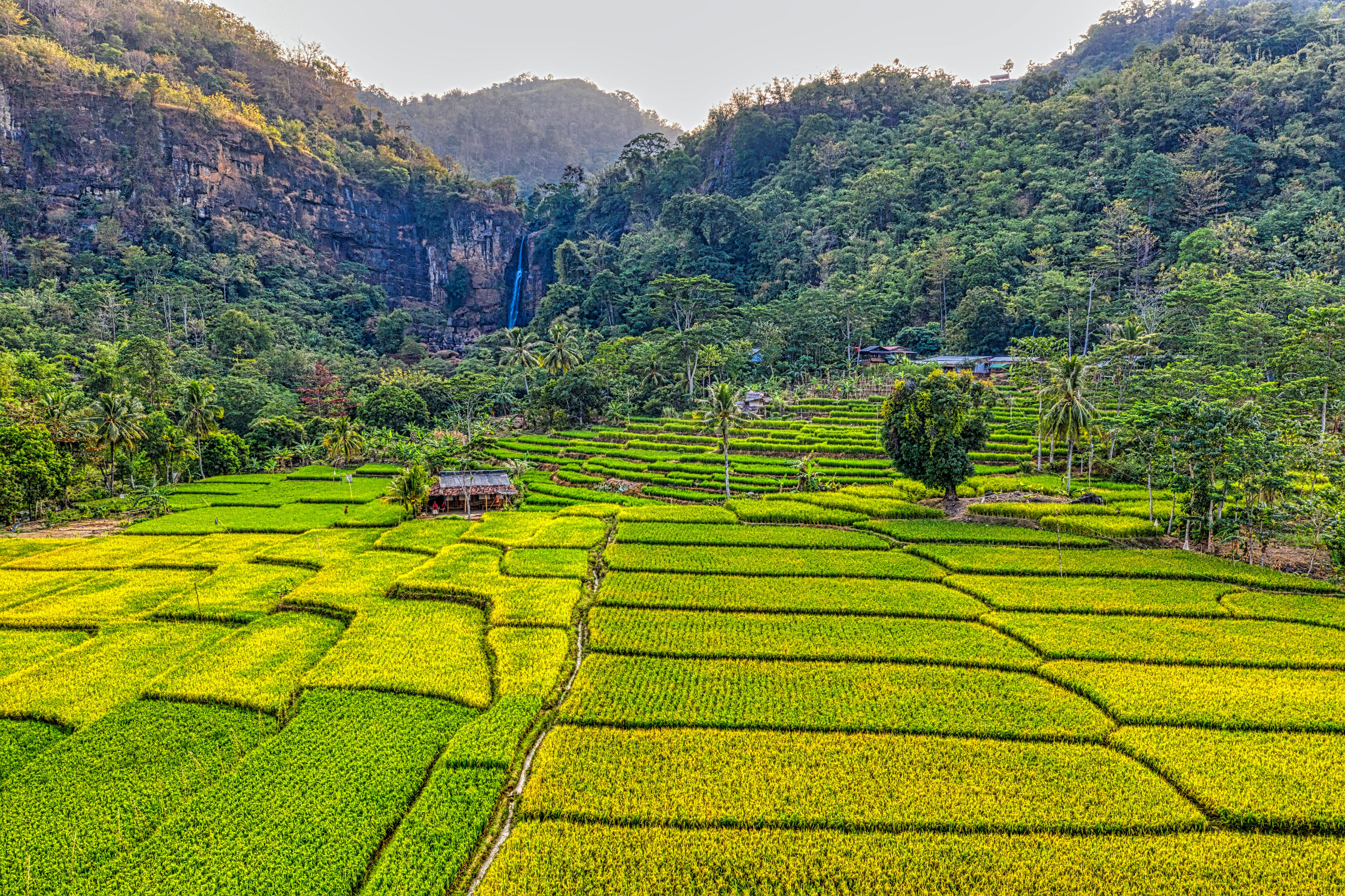 rice field terraces