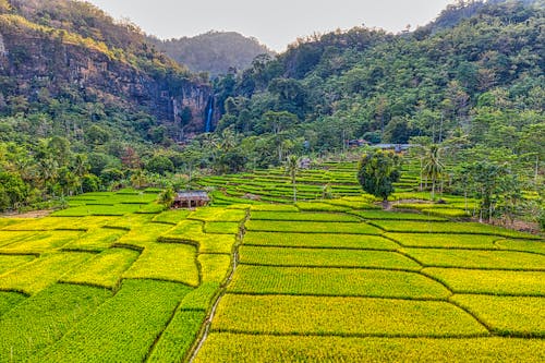 Rice Field Terraces