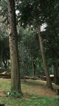 Tall trees in a tranquil forest provide a peaceful natural escape.