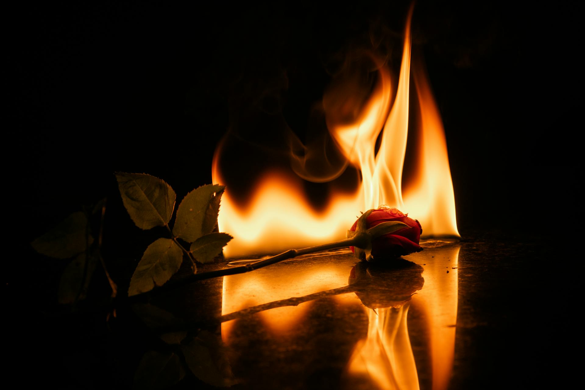 A rose in flames reflected on a dark surface, capturing a striking visual metaphor of beauty and destruction.