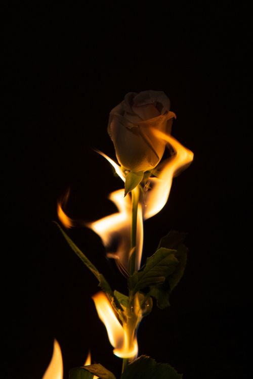 Dramatic Fiery White Rose on Black Background · Free Stock Photo