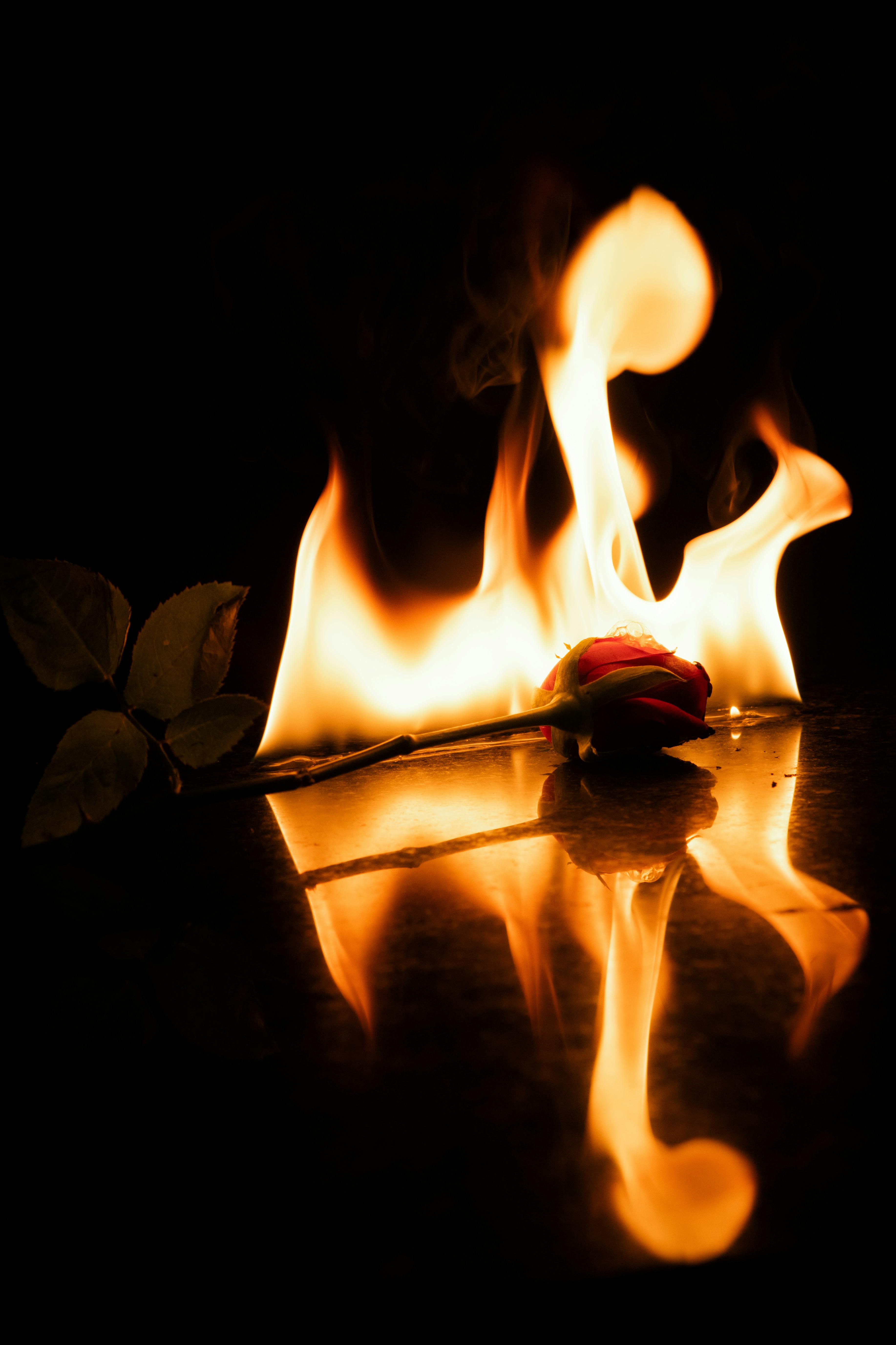 burning rose reflection in dramatic flames