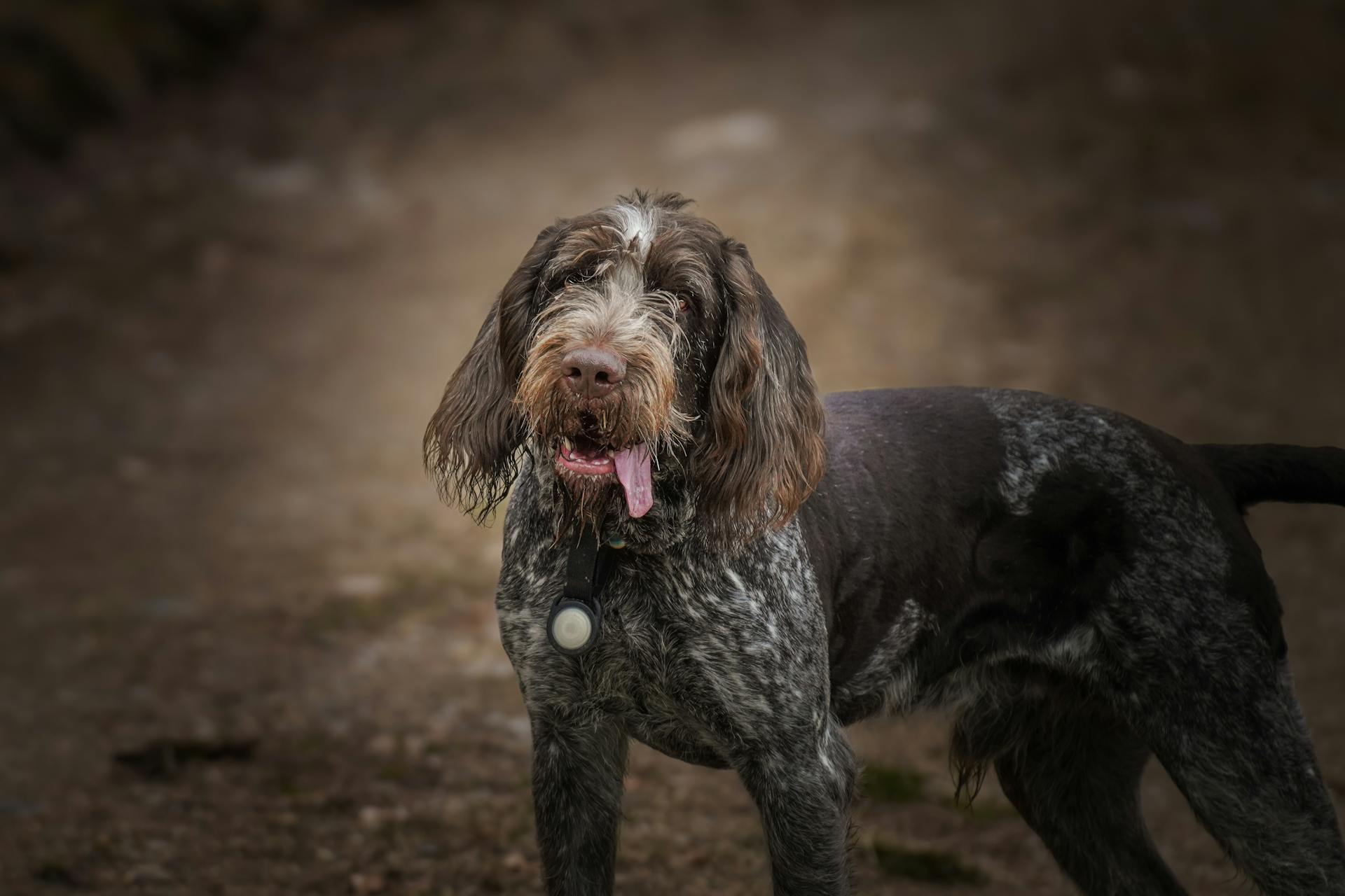 Spinone Italiano-hund utomhus i naturen