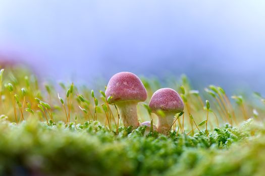 Vibrant pink mushrooms growing among lush green moss, showcasing nature's beauty.