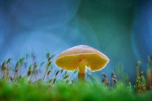 Free Close-up of a wild mushroom in lush grass, showcasing nature's details. Stock Photo