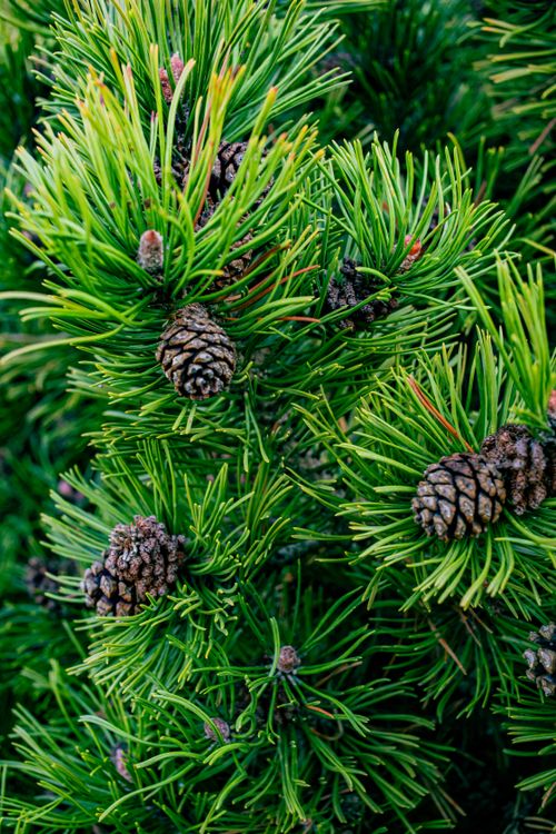 Free Pinecones Stock Photo