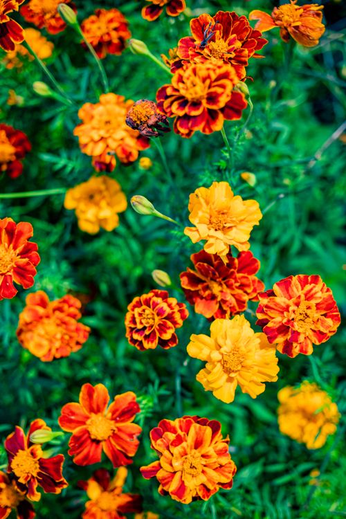 Free Marigolds Stock Photo