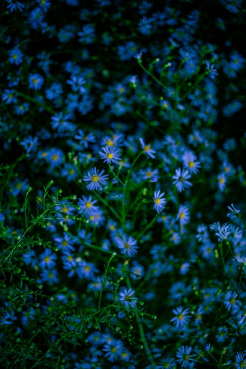 Free blue flowers Stock Photo