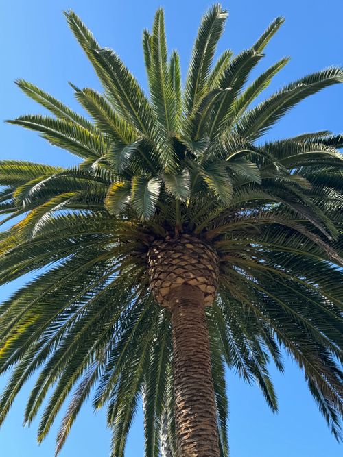 Free Upward view of a lush palm tree with fronds against a clear blue sky, capturing a tropical essence. Stock Photo