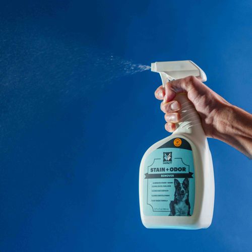 Free High-quality pet stain and odor remover spray bottle in use against a blue background. Stock Photo