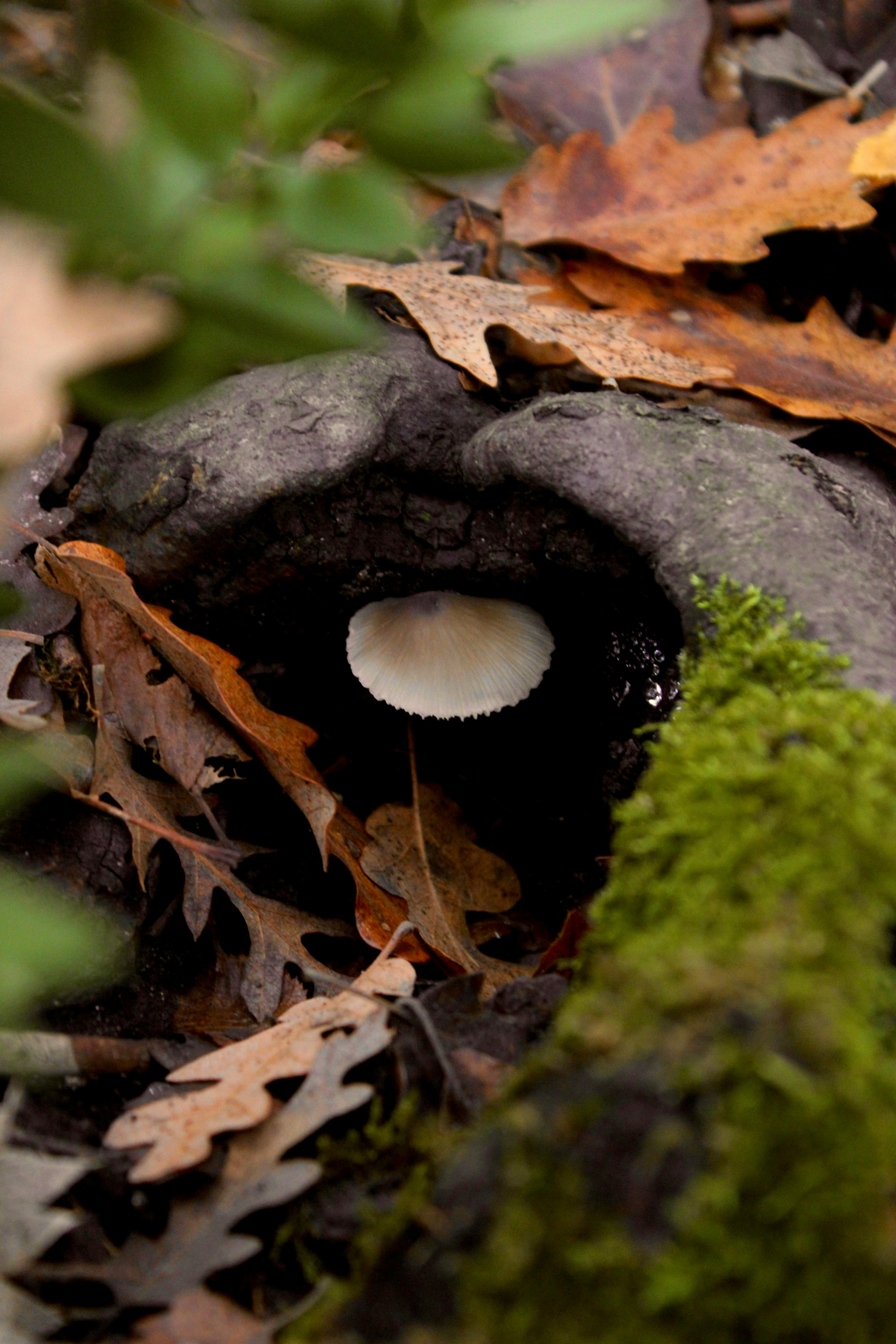 Discover The Better Self Secret