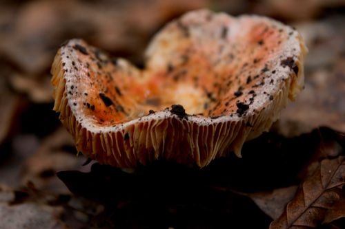 Free Detailed view of a forest mushroom with textured cap and gills. Stock Photo