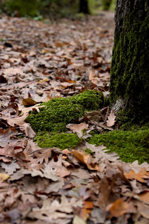 Free Moss and fallen leaves on forest floor in autumn, showcasing natural beauty. Stock Photo
