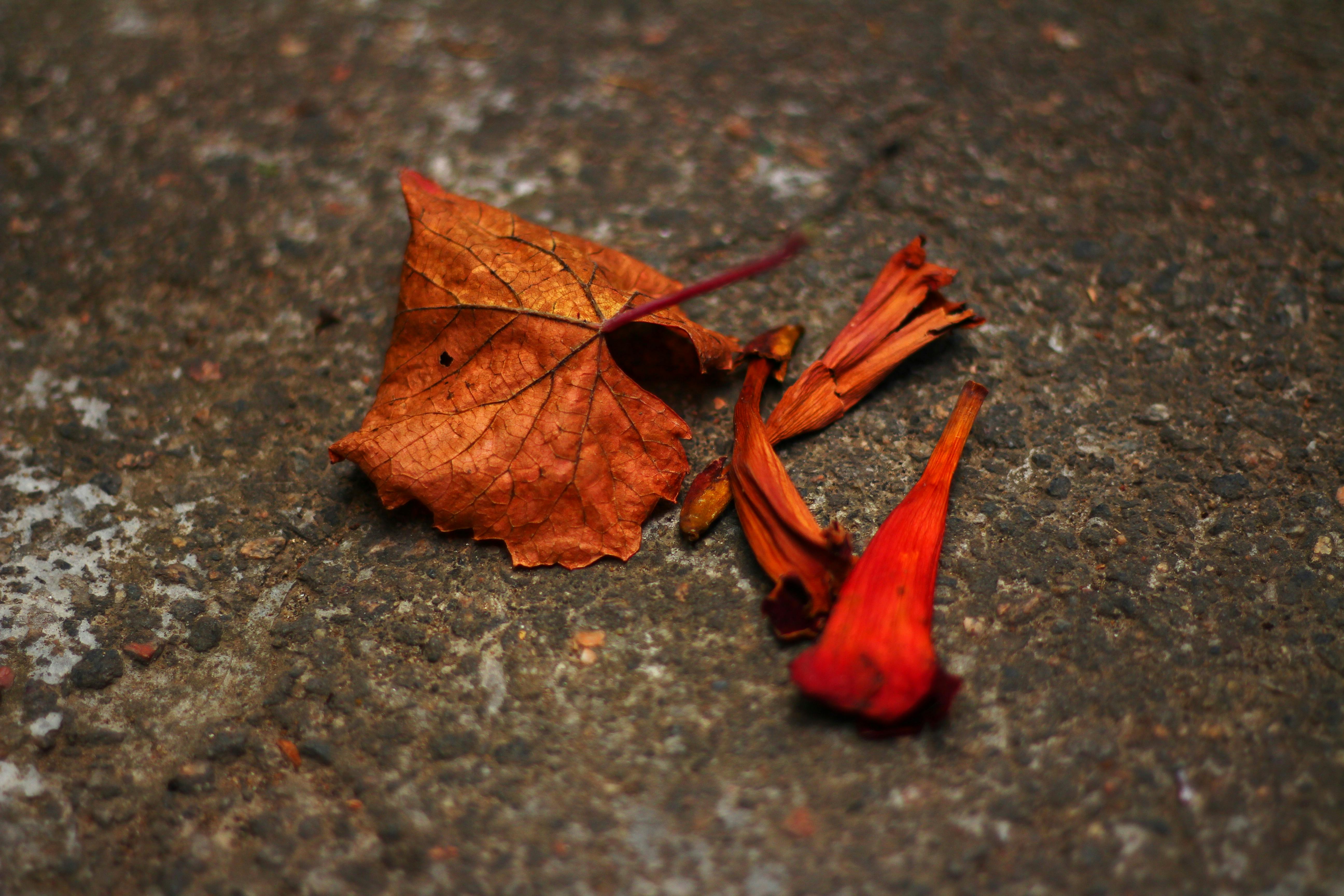 Valentine Tanasovich Photography