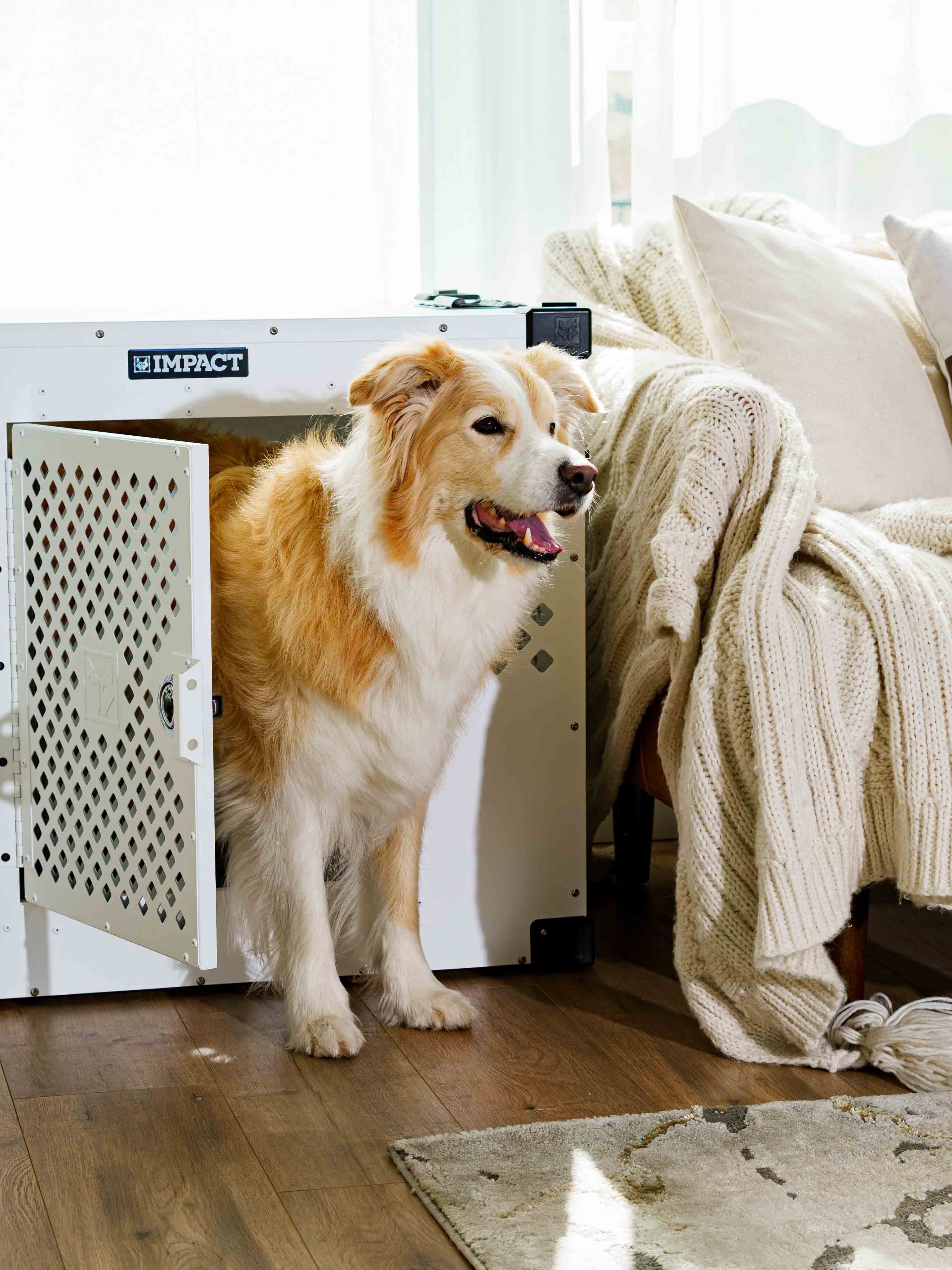 Cozy Living Room with Dog in Impact Crate · Free Stock Photo - Creative Dog Crate Concept Living Room