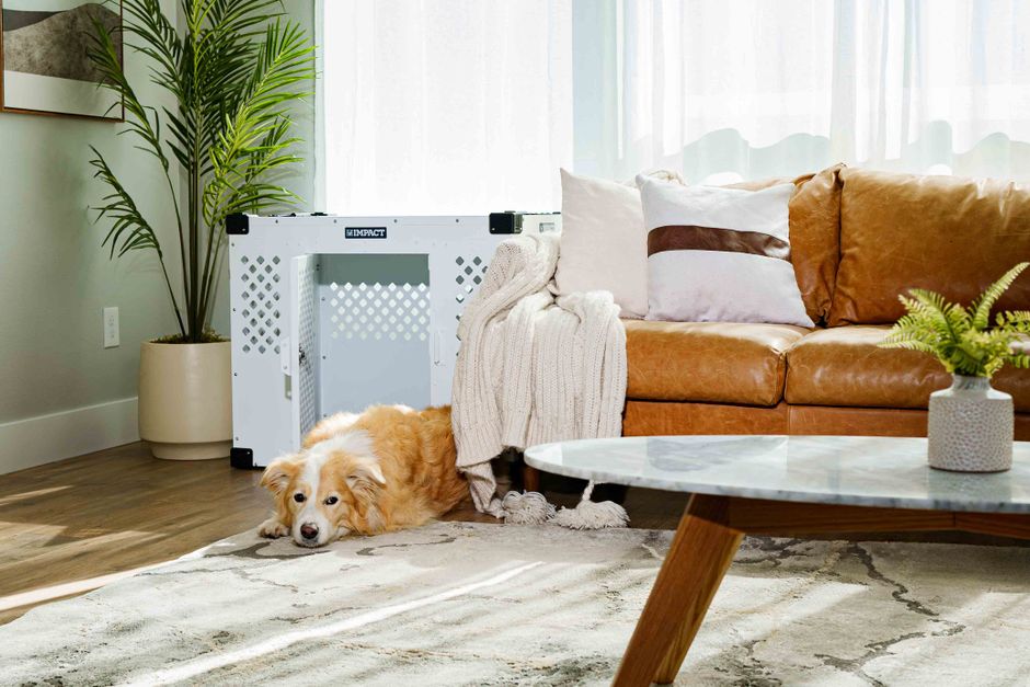 Dog-friendly living room with durable flooring and pet-safe design Dog-friendly living room with durable flooring and pet-safe design