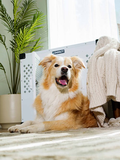 Free Australian Shepherd relaxing in a stylish living room with natural light and cozy decor. Stock Photo