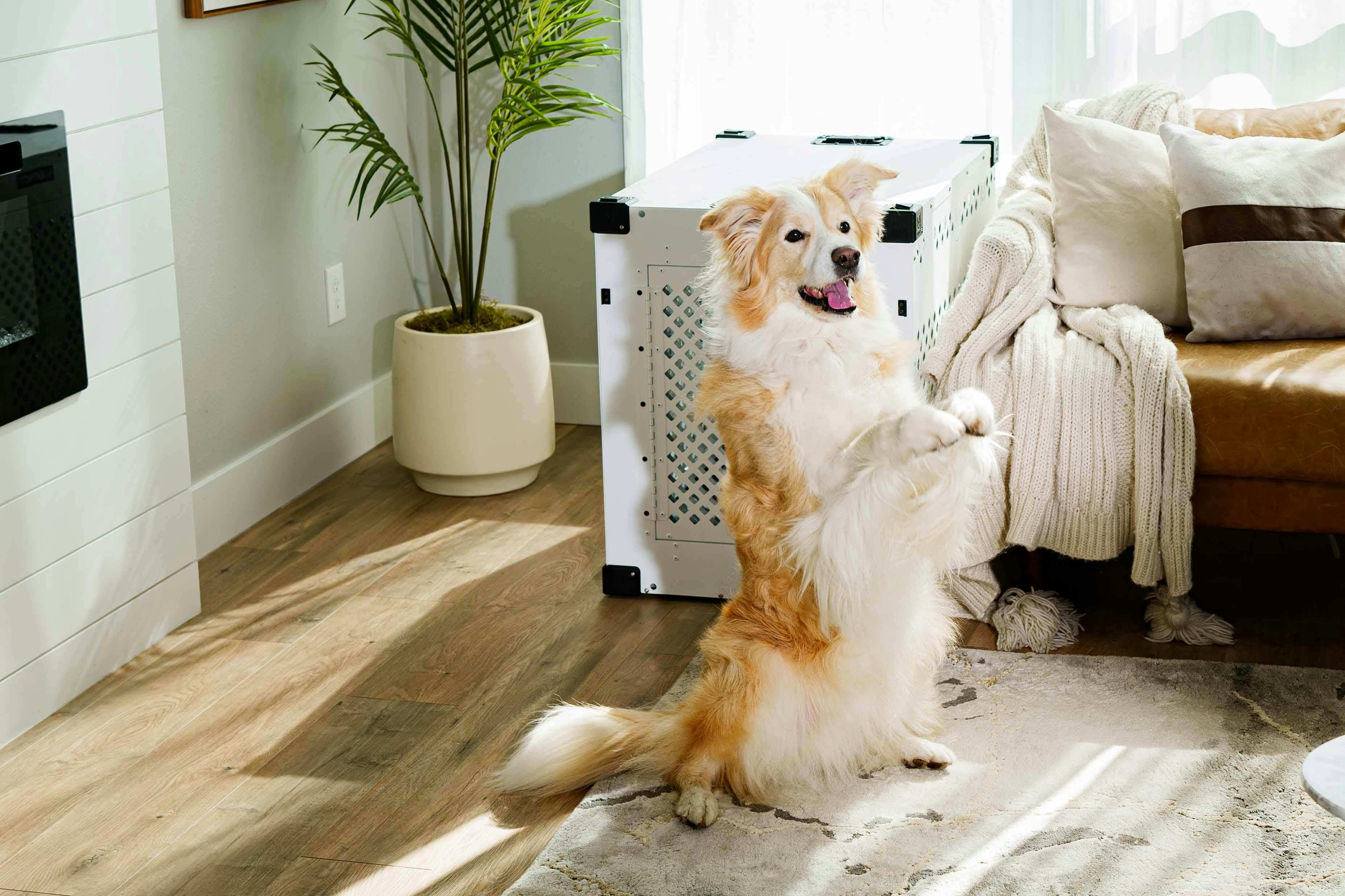 Walmart Is Selling a ‘Sturdy’ $150 GTRacing Gaming Desk for Just $50 — Photo by Impact Dog Crates on Pexels