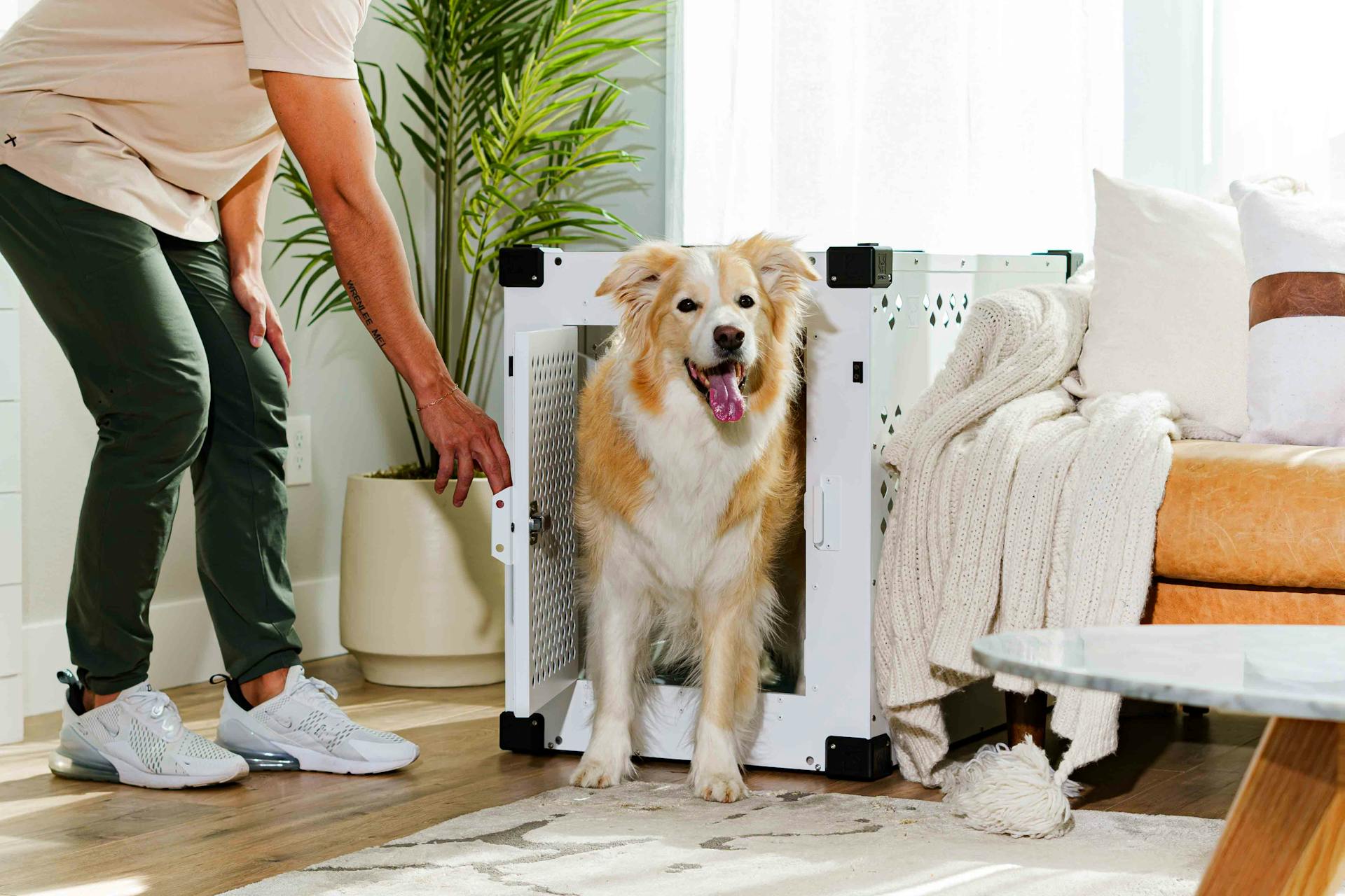 Modern living room featuring an Australian Shepherd in a stylish dog crate and cozy decor.