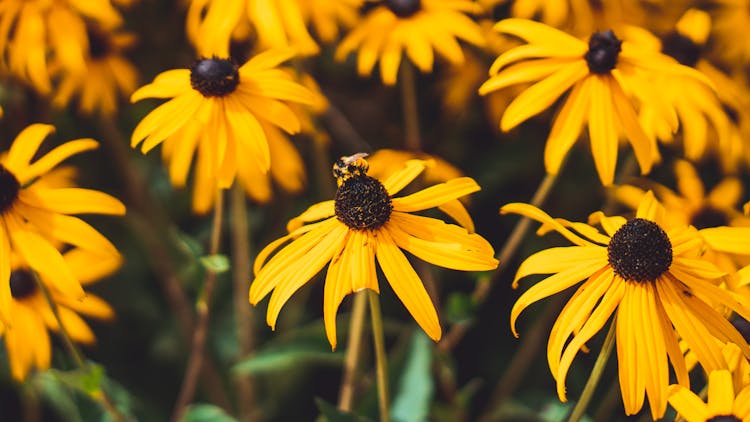 A Bee On Top Of A Coneflower