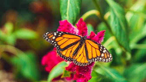 Selective Focus Photography Of Orange Butterfly