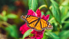 帝王蝶栖息在鲜艳的粉红色花朵上，特写镜头精致地展示了大自然的美丽