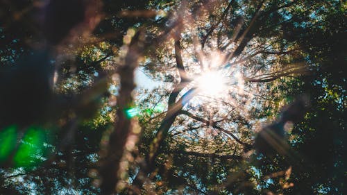 나뭇 가지의 로우 앵글 사진
