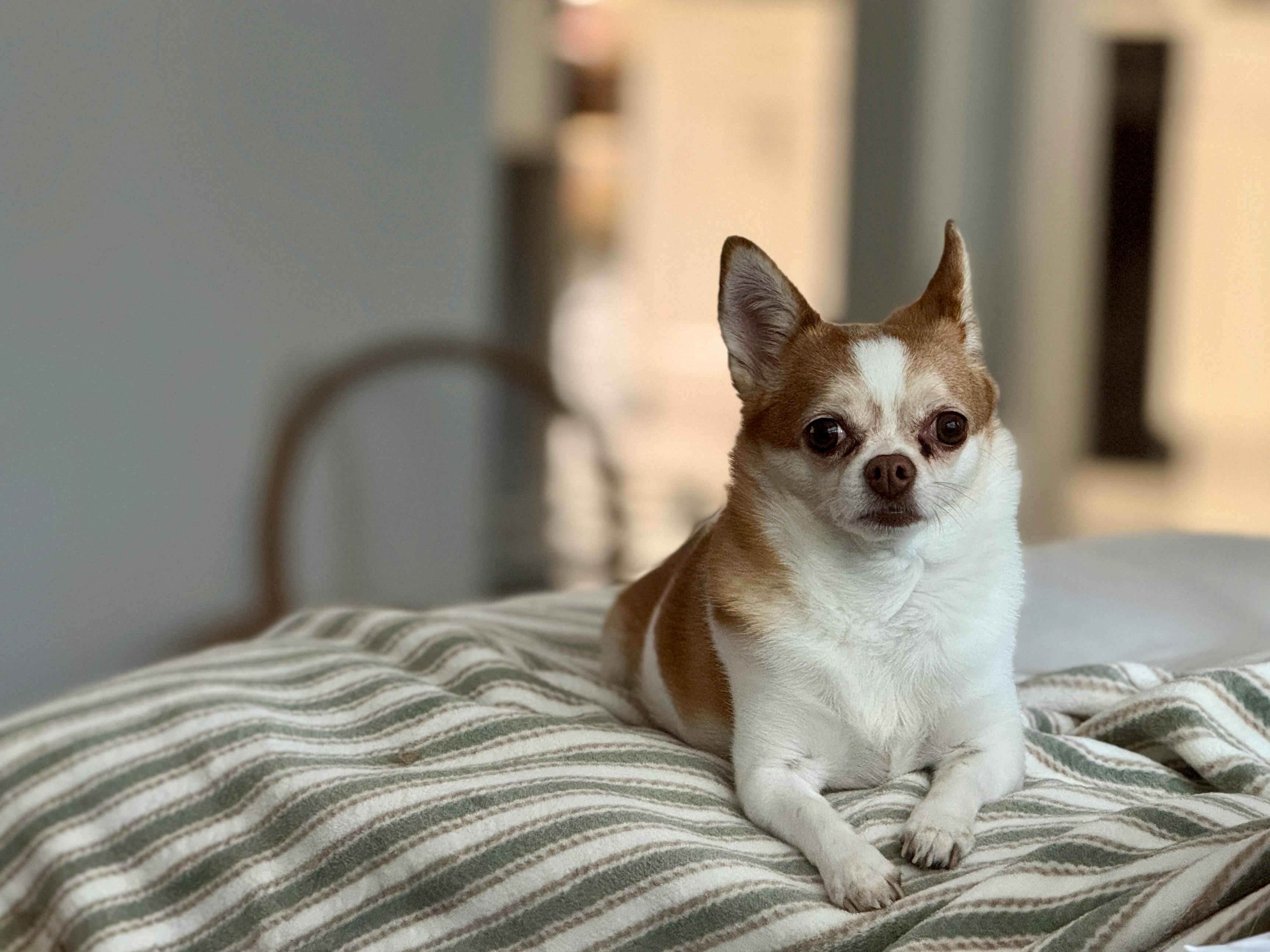 Free Adorable Chihuahua dog lying comfortably on a striped blanket indoors. Stock Photo