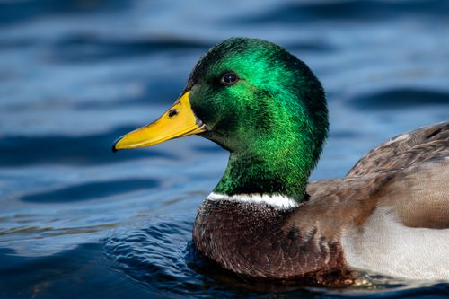 Free A close-up of a mallard duck with vibrant plumage swimming in calm blue waters. Stock Photo