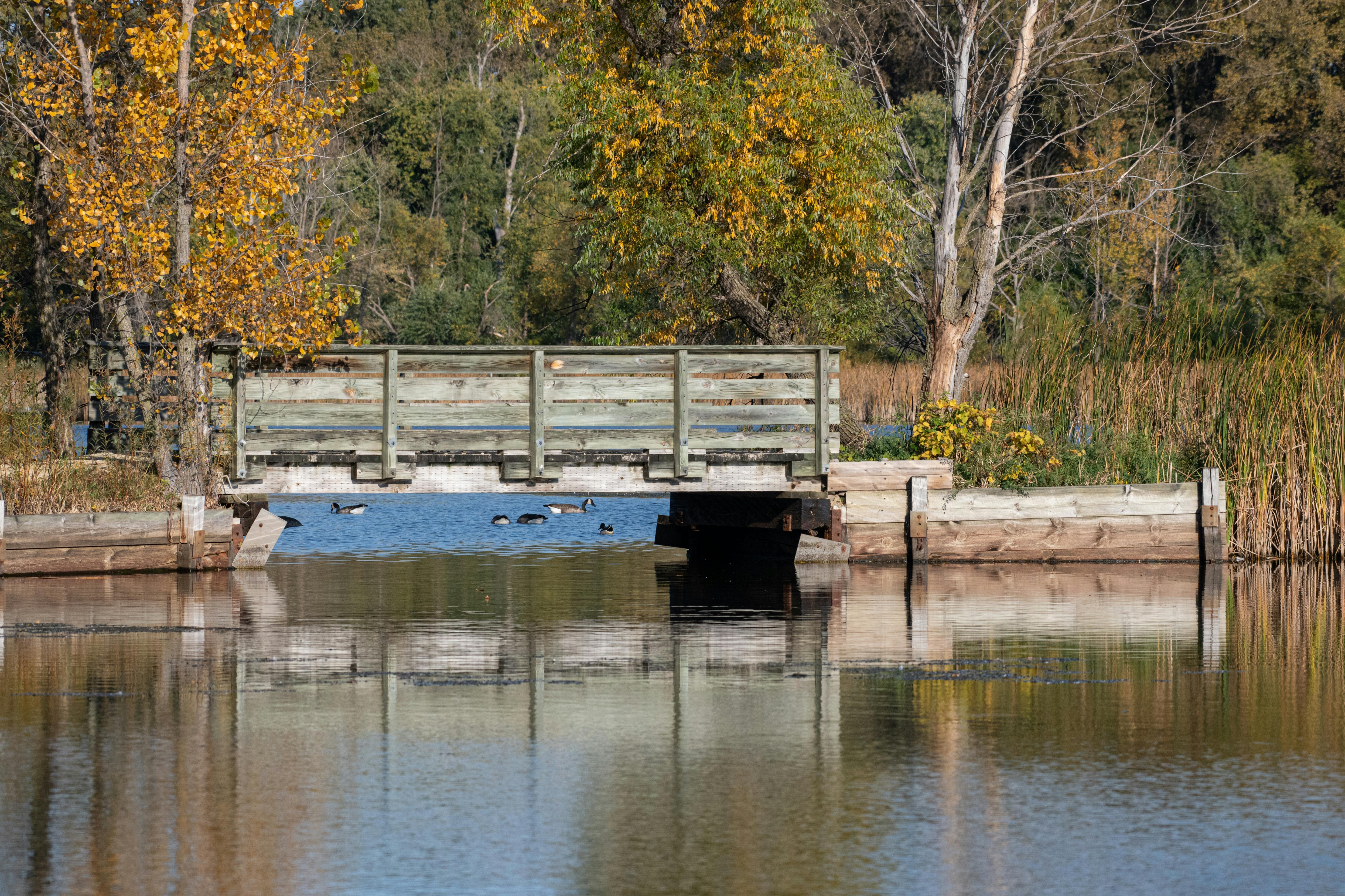 scenic wooden bridge over calm lake in forest