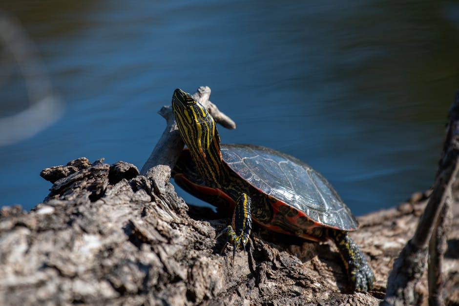 Logging in to NJMCdirect