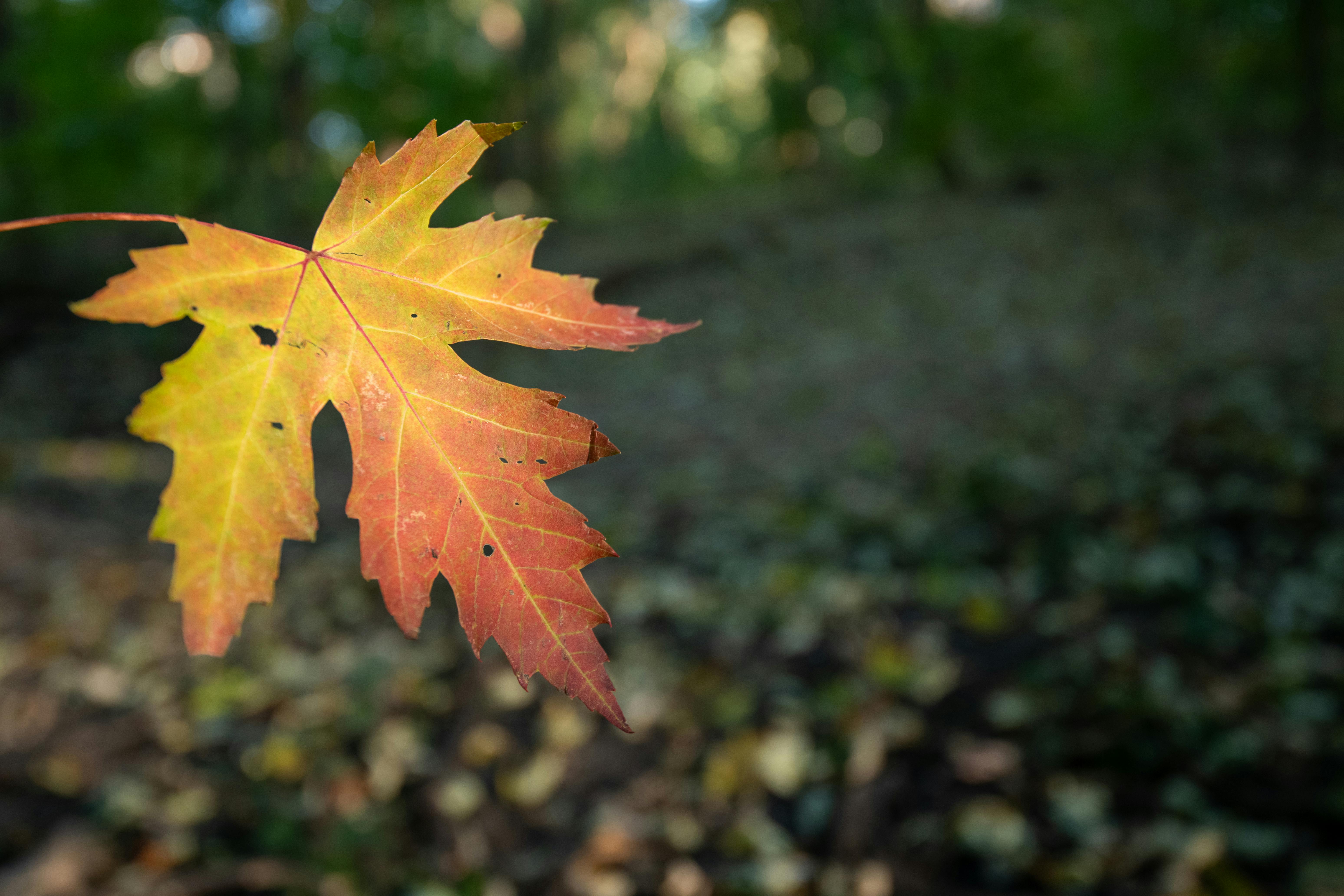 vibrant autumn maple leaf in forest setting