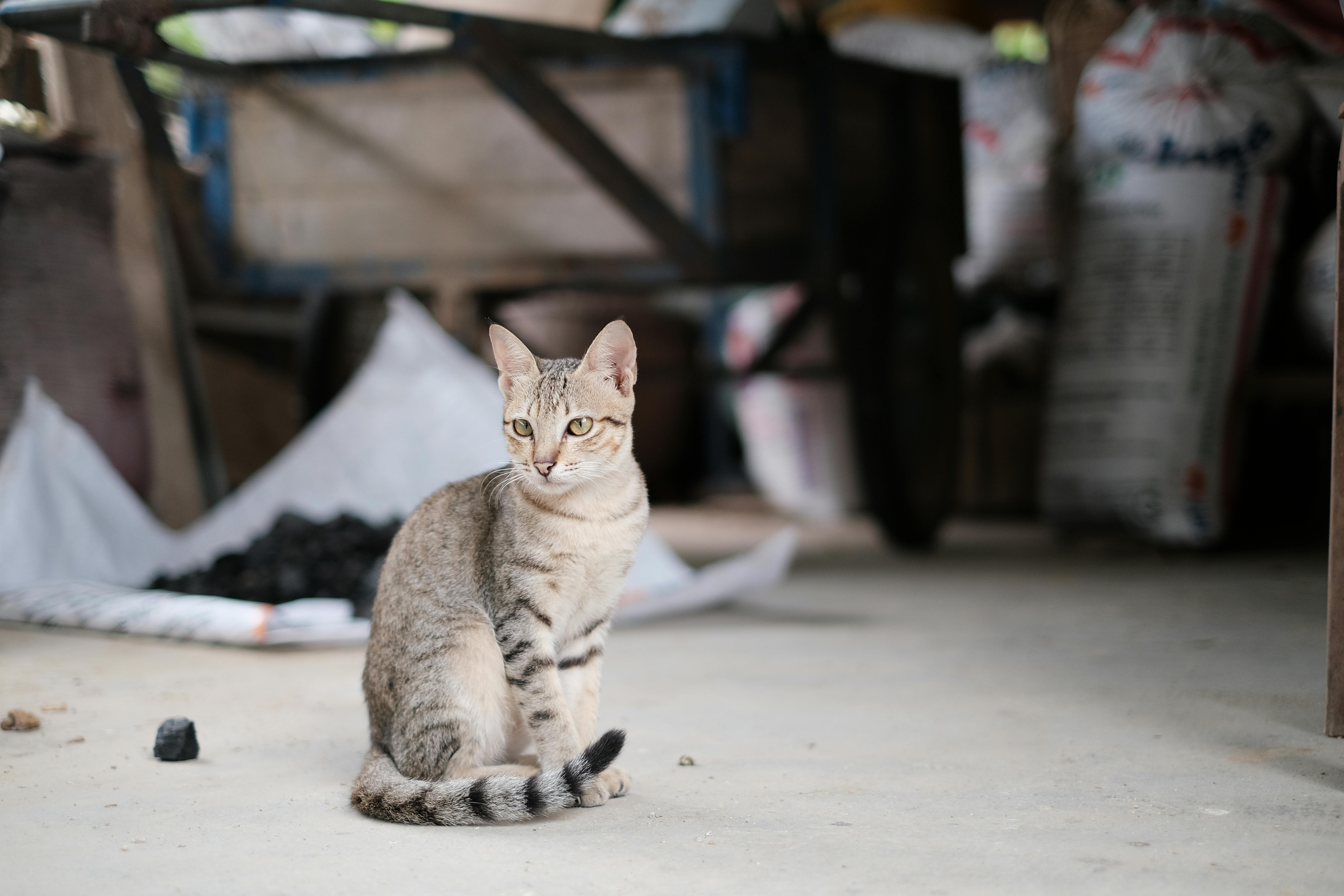 Selective Focus Photo of Cat  Sitting Alone   Free Stock Photo