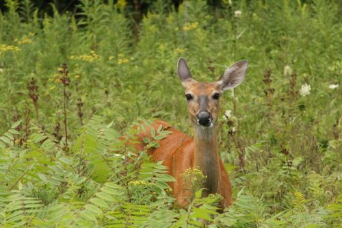 Free A deer stands amidst lush green foliage, showcasing wildlife in its natural habitat. Stock Photo