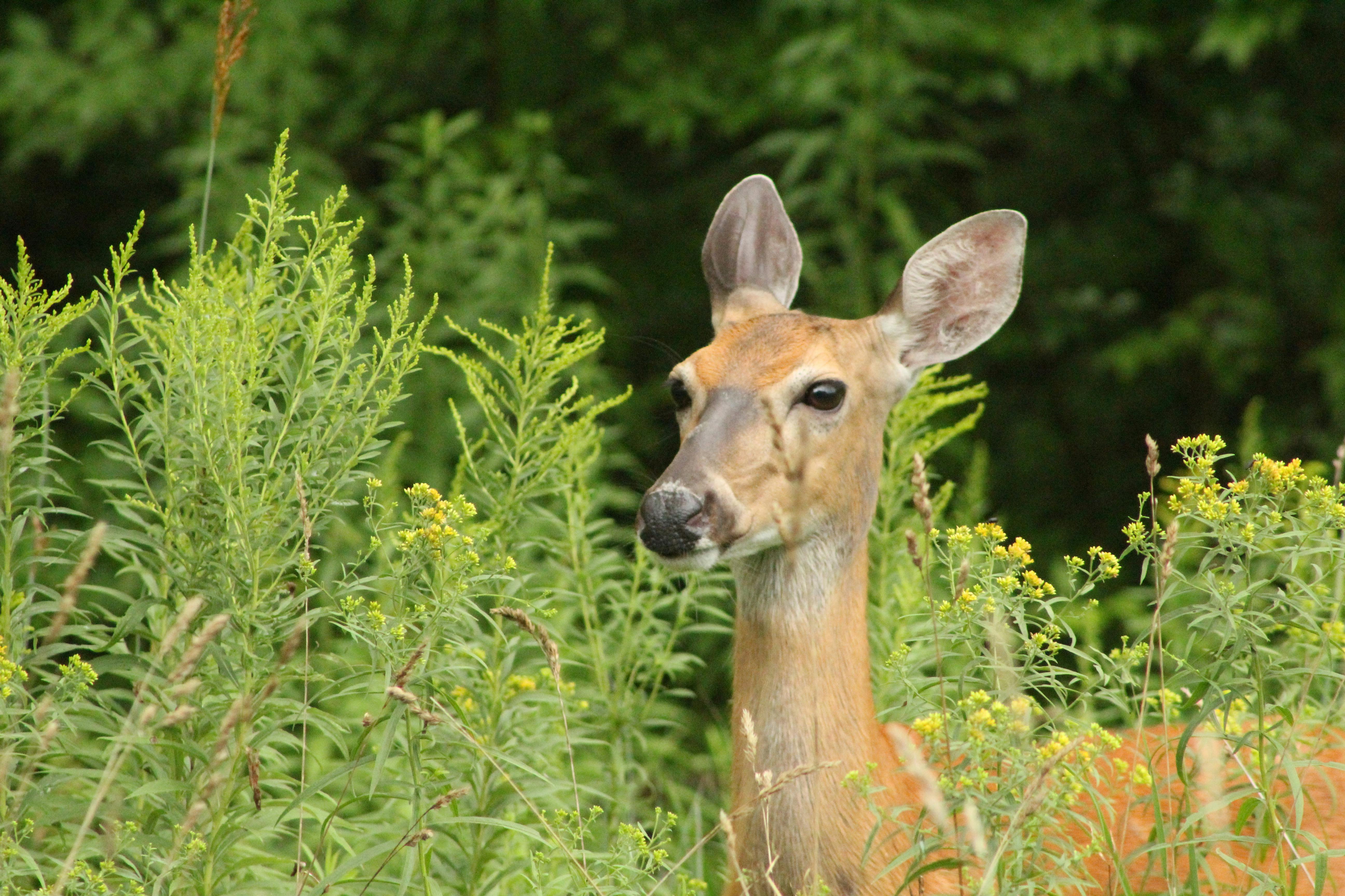 white tailed deer in michigan summer meadow