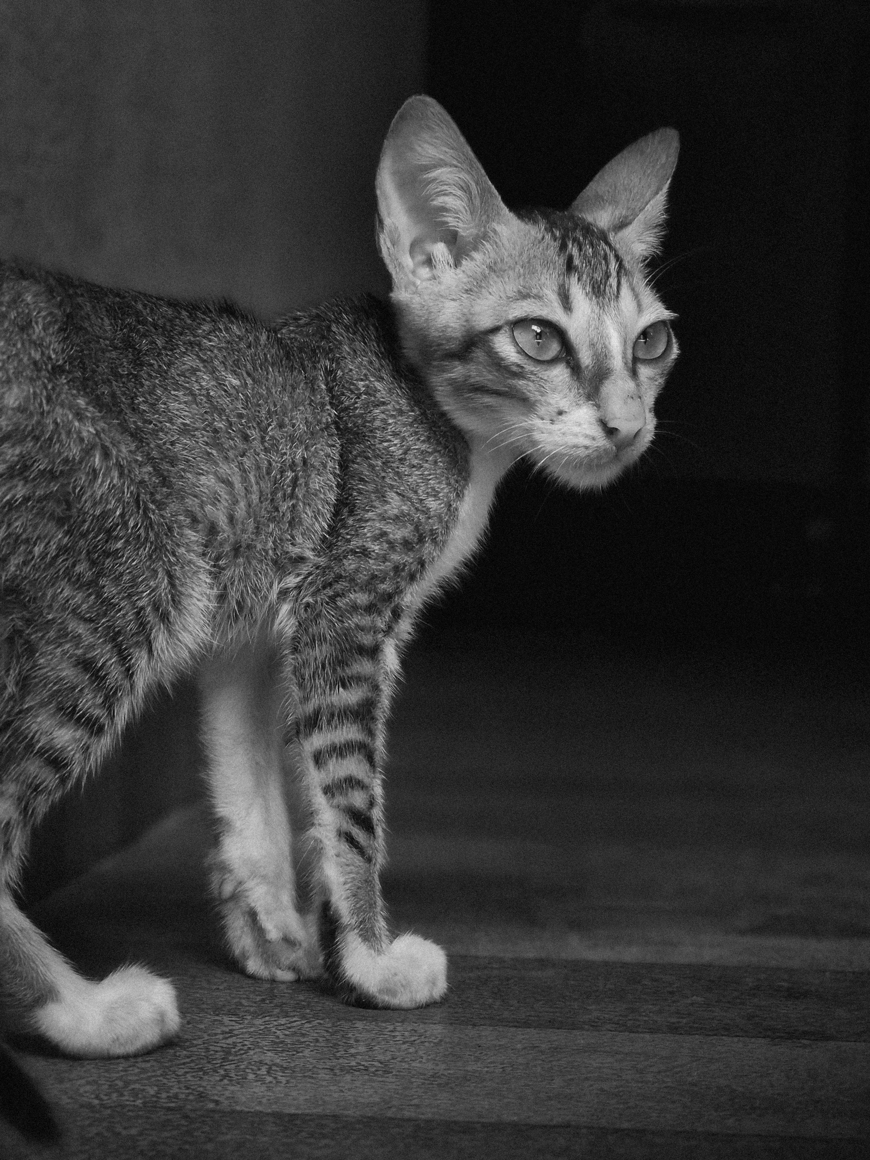 Black and White Portrait of a Domestic Cat · Free Stock Photo