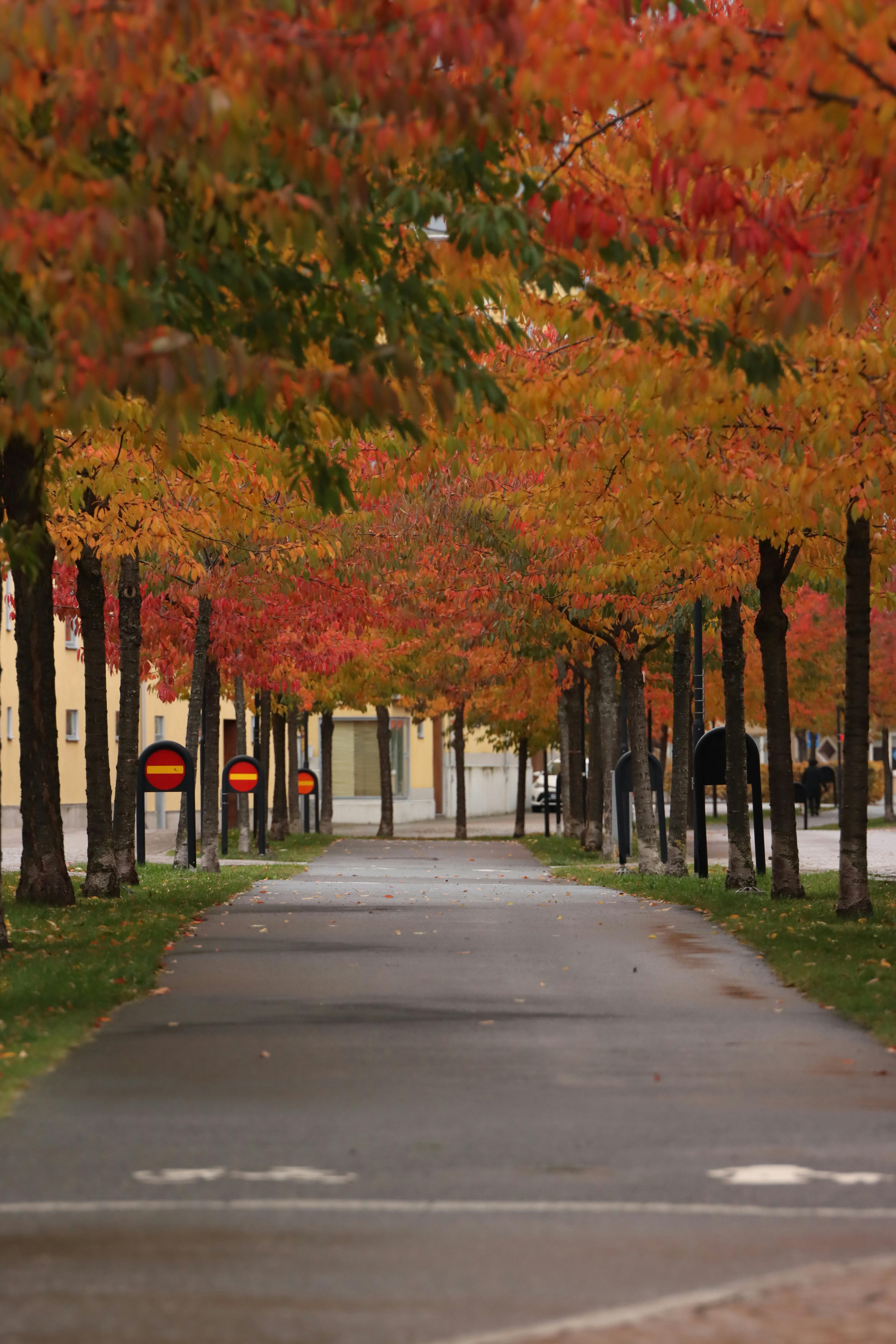 vibrant autumn walkway in jonkoping sweden