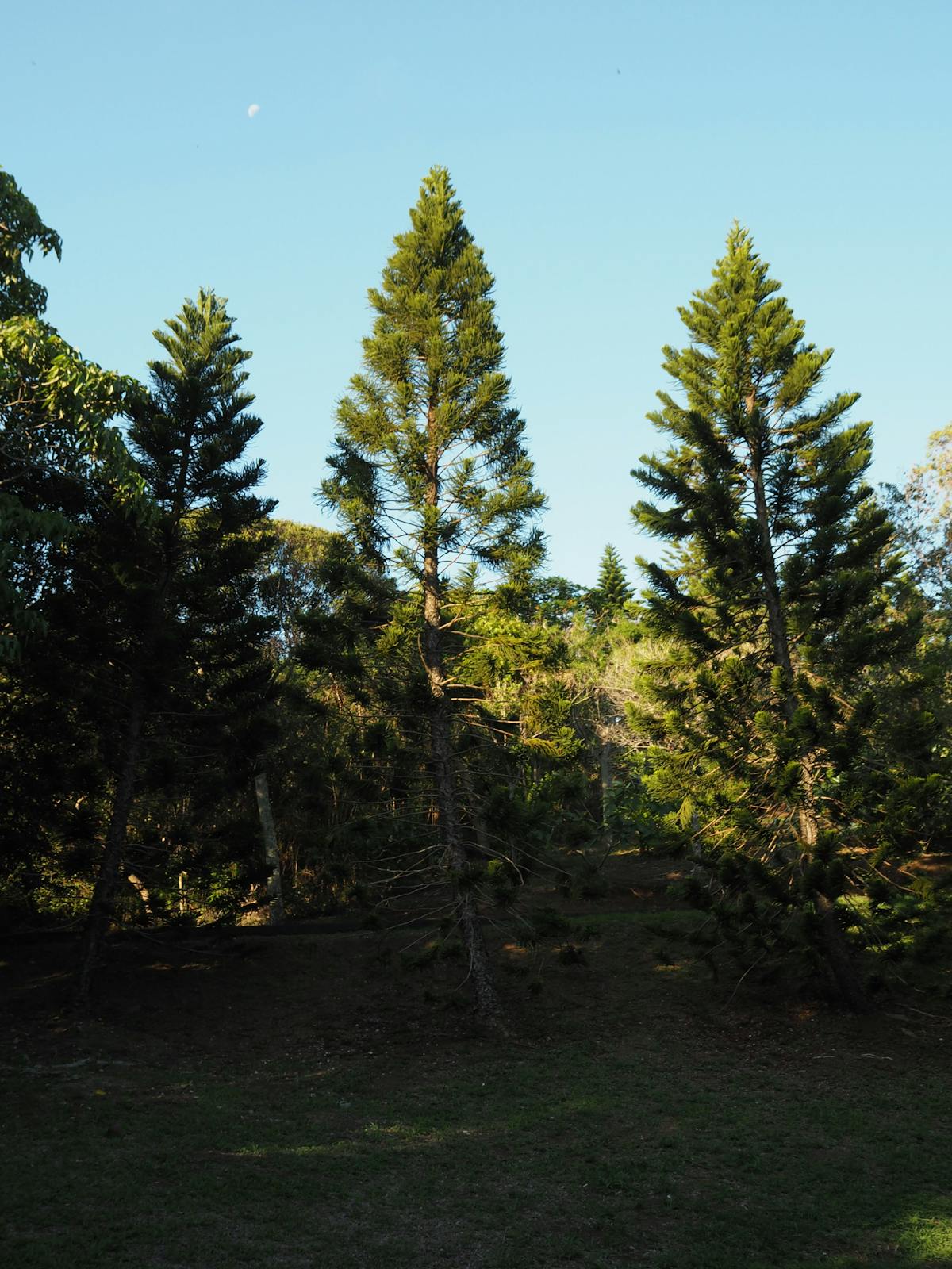 Scoreboard at a cricket stadium showing match details