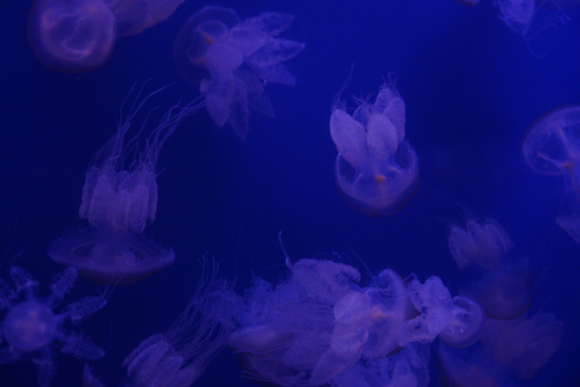 Underwater reef at Holmes Reef